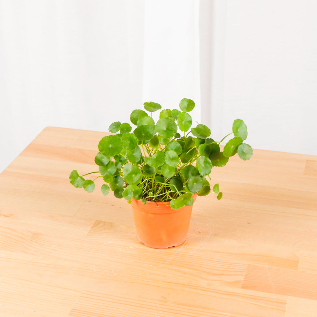 Asiatic Pennywort in Nursery Grow Pot