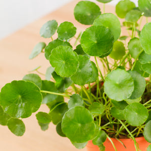 Asiatic Pennywort in Nursery Grow Pot