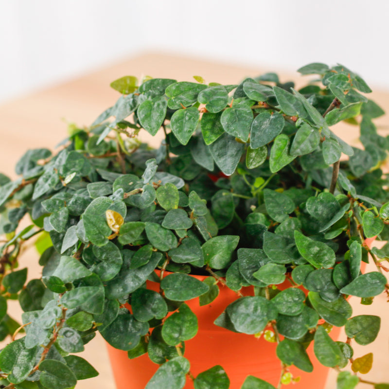 ficus hanging plant Ficus Pumila "Green Sunny" in Nursery Grow Pot – Pulpy Garden