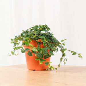 Ficus Pumila "Green Sunny" in Nursery Grow Pot