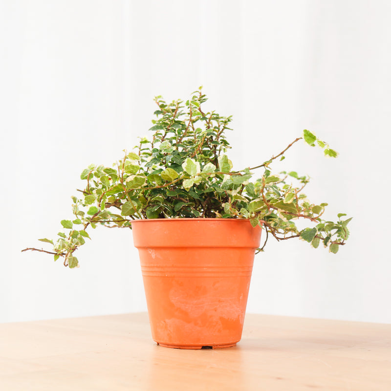 Ficus Pumila Variegata in Nursery Grow Pot