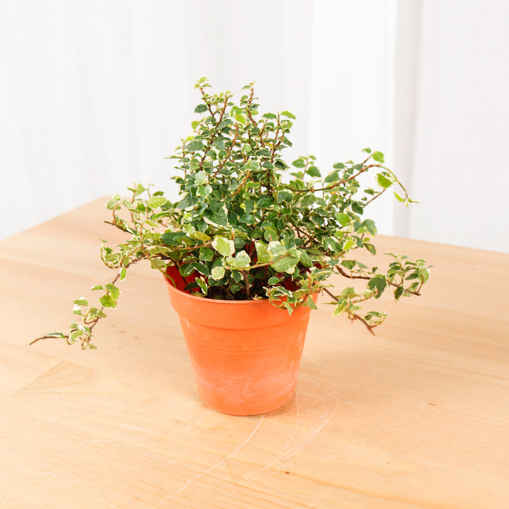 Ficus Pumila Variegata in Nursery Grow Pot