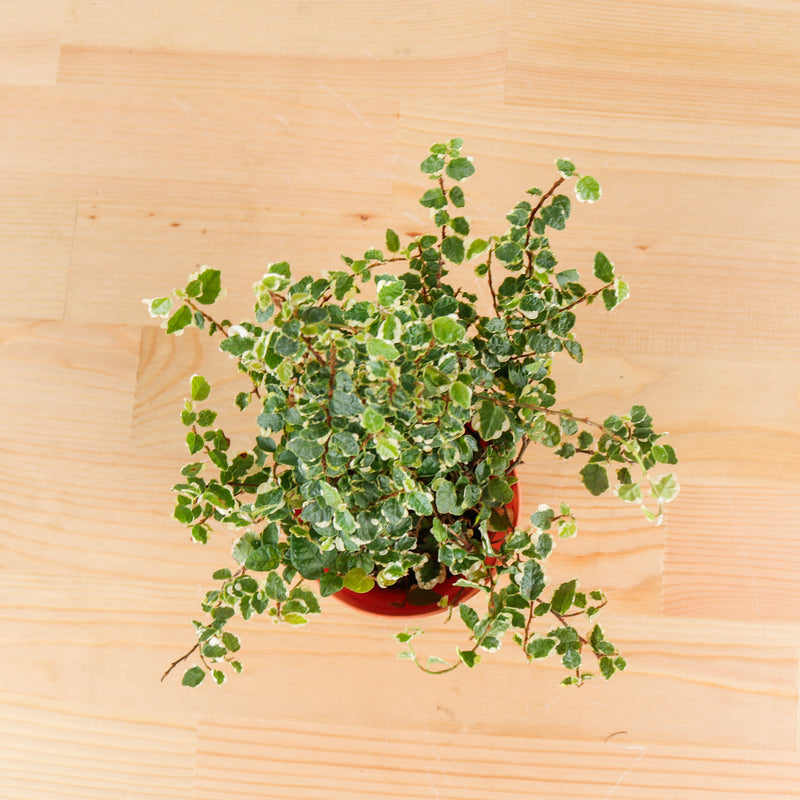 Ficus Pumila Variegata in Nursery Grow Pot