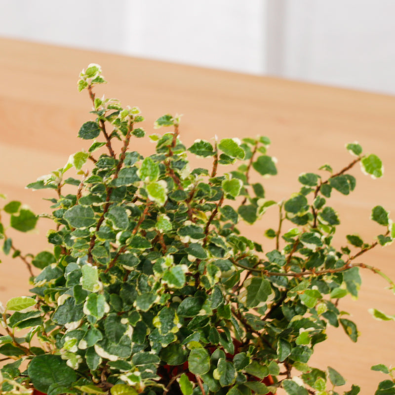 Ficus Pumila Variegata in Nursery Grow Pot