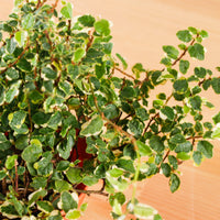 Ficus Pumila Variegata in Nursery Grow Pot