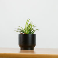 Spider Plant in Shadow