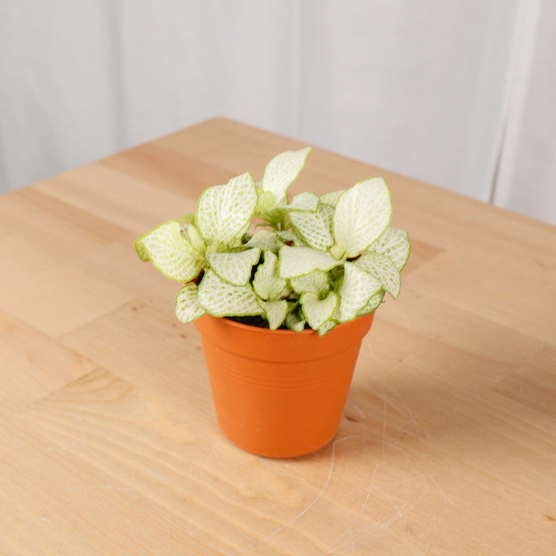 Fittonia White Mini Plant in Nursery Grow Pot