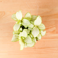 Fittonia White Mini Plant in Nursery Grow Pot