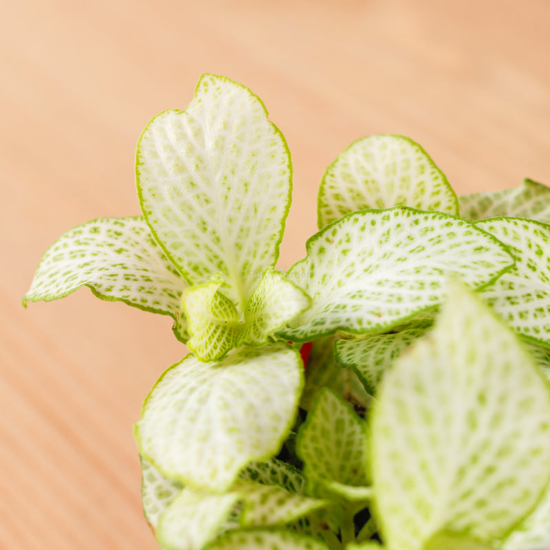 Fittonia White Mini Plant in Nursery Grow Pot