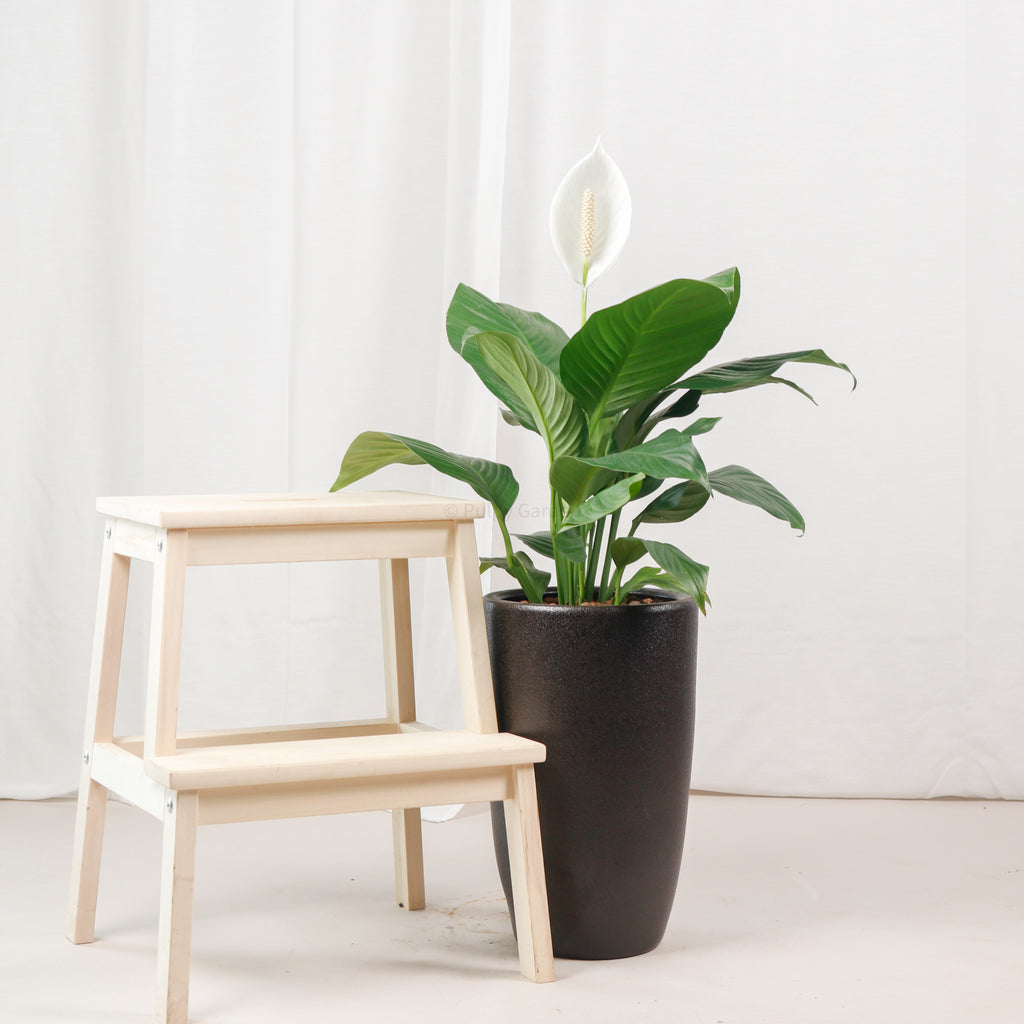 Large Peace Lily (90cm) in Black Rustic Planter