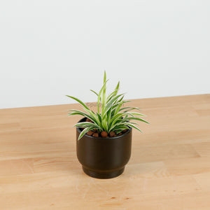 Spider Plant in Shadow