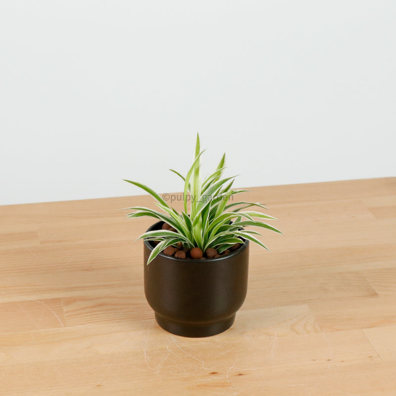 Spider Plant in Shadow