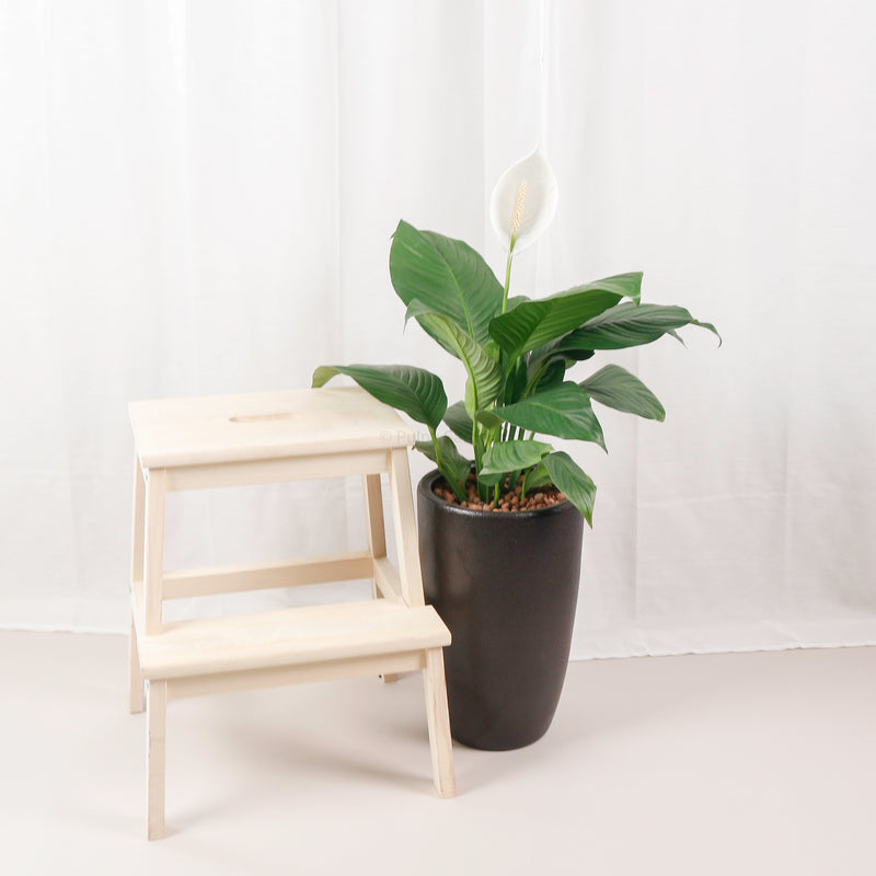 peace lily plant ikea Large Peace Lily (90cm) in Black Rustic Planter – Pulpy Garden