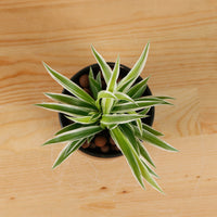 Spider Plant in Shadow