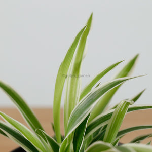 Spider Plant in Shadow