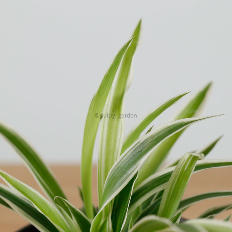 Spider Plant in Shadow