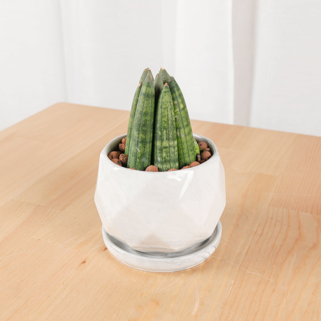 Sansevieria Boncellsnsis in Small Geometric Marble (佛手 - Fatt Sao)