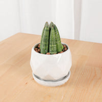 Sansevieria Boncellsnsis in Small Geometric Marble (佛手 - Fatt Sao)