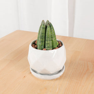 Sansevieria Boncellsnsis in Small Geometric Marble (佛手 - Fatt Sao)