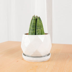 Sansevieria Boncellsnsis in Small Geometric Marble (佛手 - Fatt Sao)