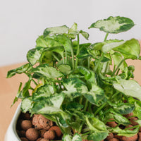 Syngonium Podophyllum 'Mini Pixie' in Geometric Marble Planter