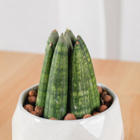 Sansevieria Boncellsnsis in Small Geometric Marble (佛手 - Fatt Sao)