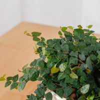 Ficus Pumila "Green Sunny" in Ocean Blue