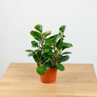 Peperomia obtusifolia Green (L) in Nursery Grow Pot