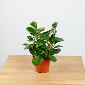 Peperomia obtusifolia Green (L) in Nursery Grow Pot