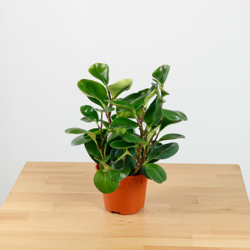 Peperomia obtusifolia Green (L) in Nursery Grow Pot