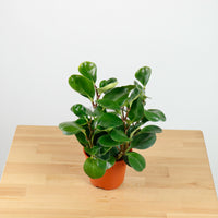 Peperomia obtusifolia Green (L) in Nursery Grow Pot
