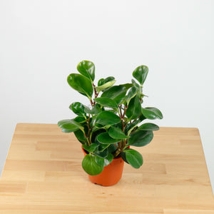 Peperomia obtusifolia Green (L) in Nursery Grow Pot