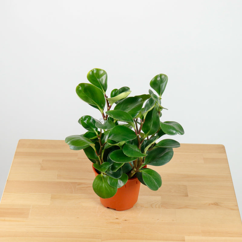 Peperomia obtusifolia Green (L) in Nursery Grow Pot
