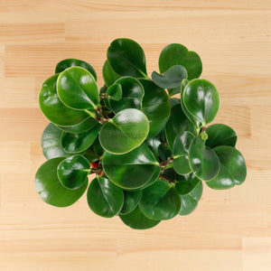 Peperomia obtusifolia Green (L) in Nursery Grow Pot