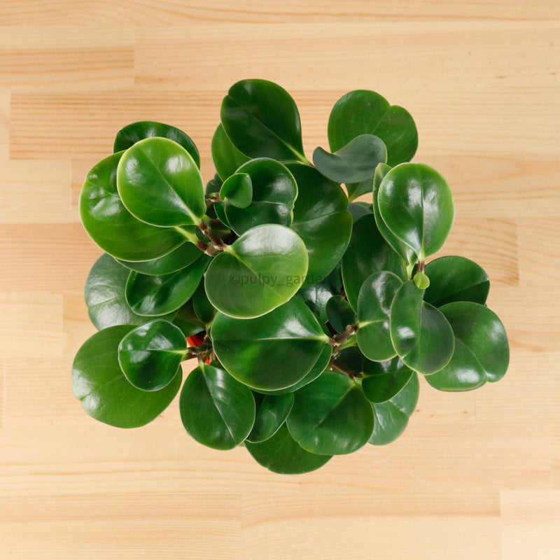 Peperomia obtusifolia Green (L) in Nursery Grow Pot
