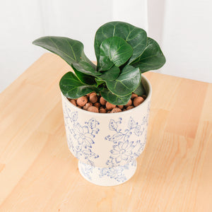 Ficus Lyrata - 'Fiddle Leaf Fig’ in Floral Planter