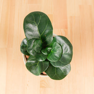 Ficus Lyrata - 'Fiddle Leaf Fig’ in Floral Planter