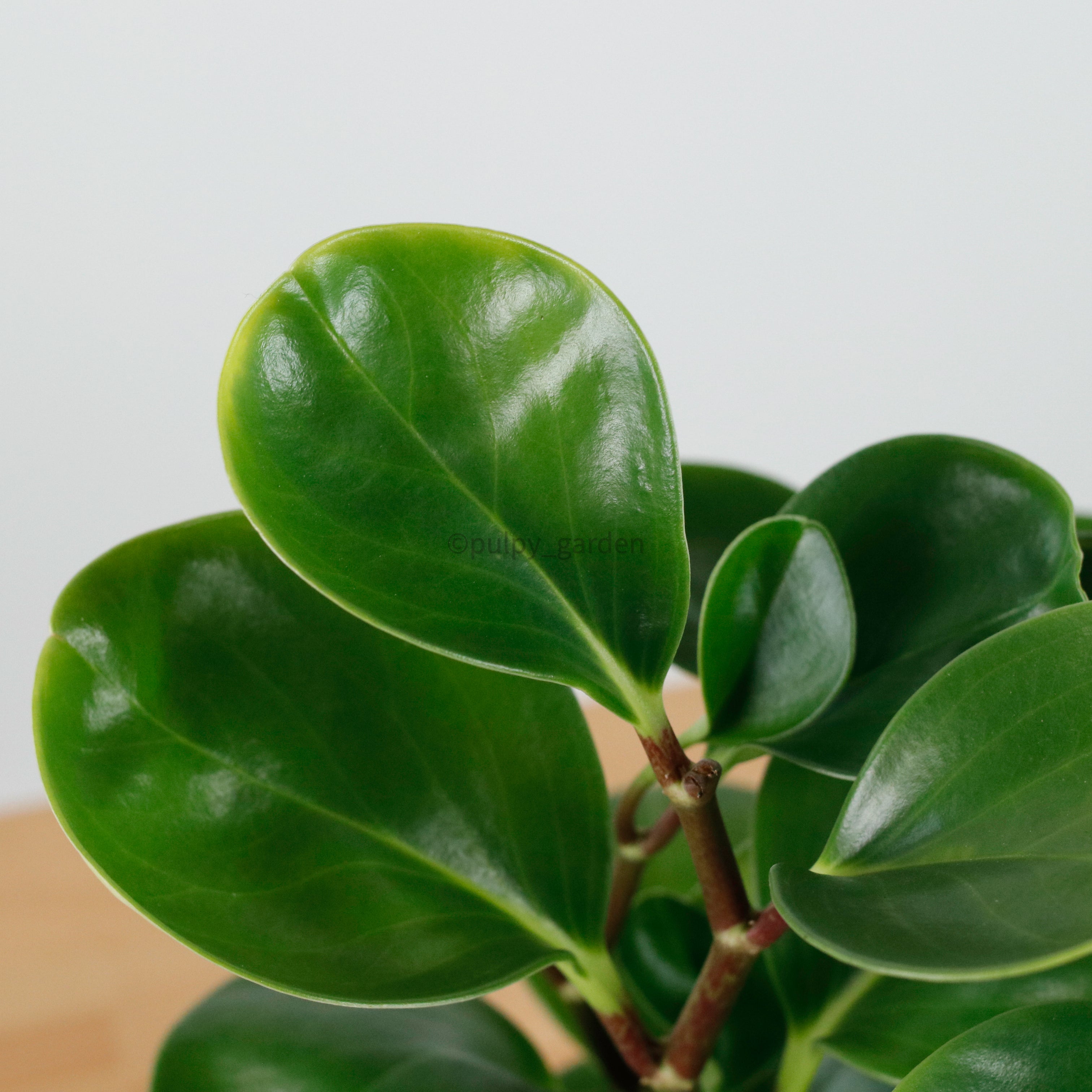 Peperomia obtusifolia Green (L) in Nursery Grow Pot – Pulpy Garden
