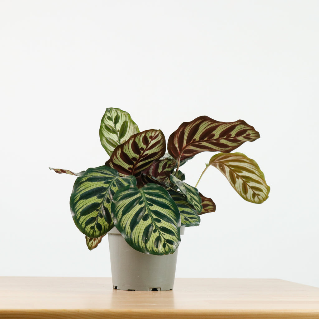 Calathea Makoyana in Nursery Grow Pot