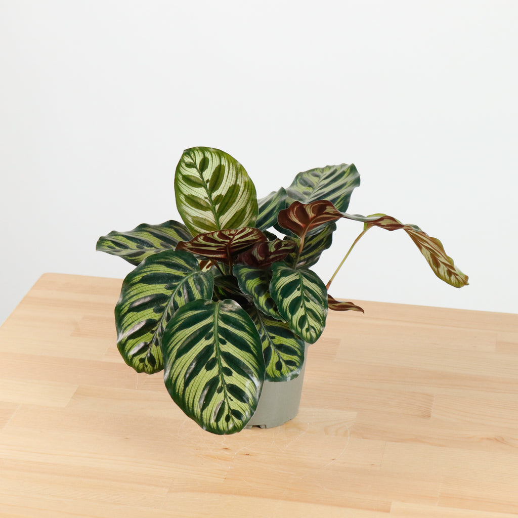 Calathea Makoyana in Nursery Grow Pot