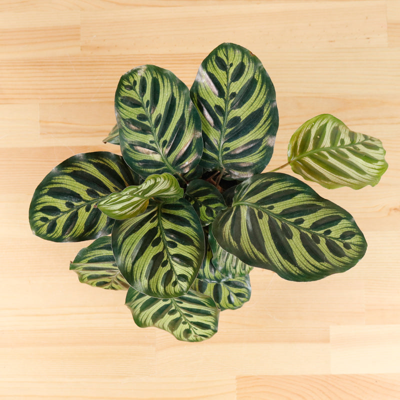 Calathea Makoyana in Nursery Grow Pot