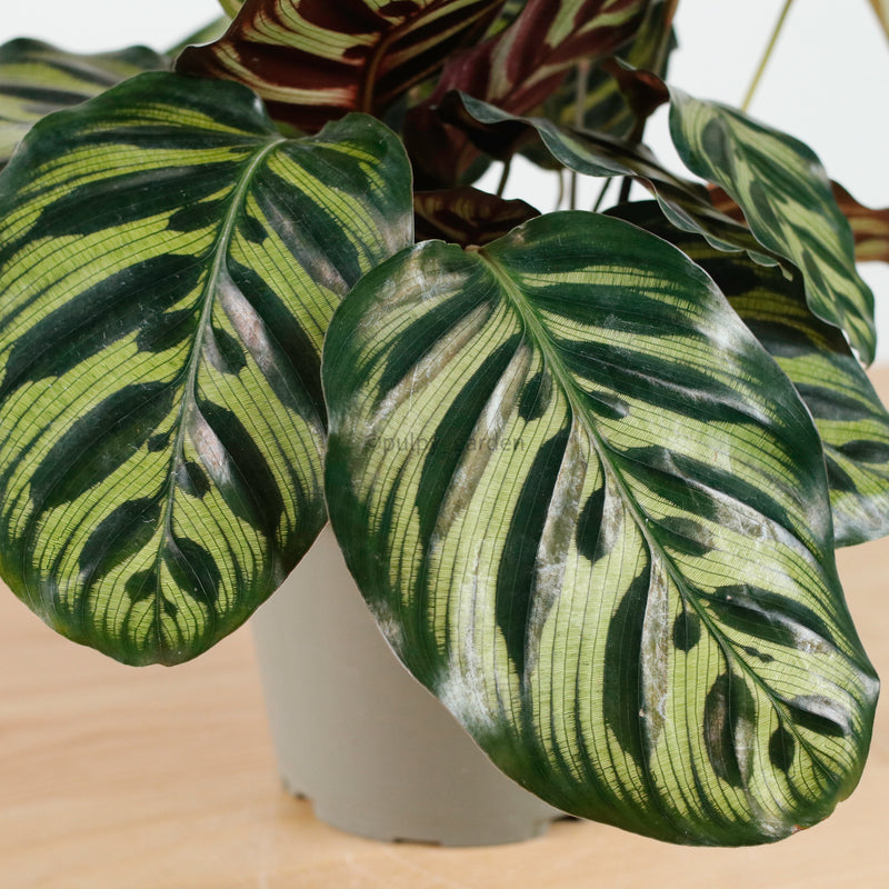 Calathea Makoyana in Nursery Grow Pot