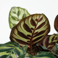 Calathea Makoyana in Nursery Grow Pot