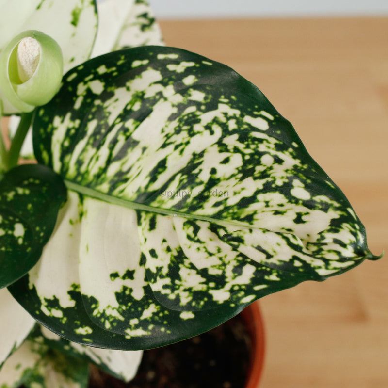 Aglaonema "Super White" in Nursery Grow Pot