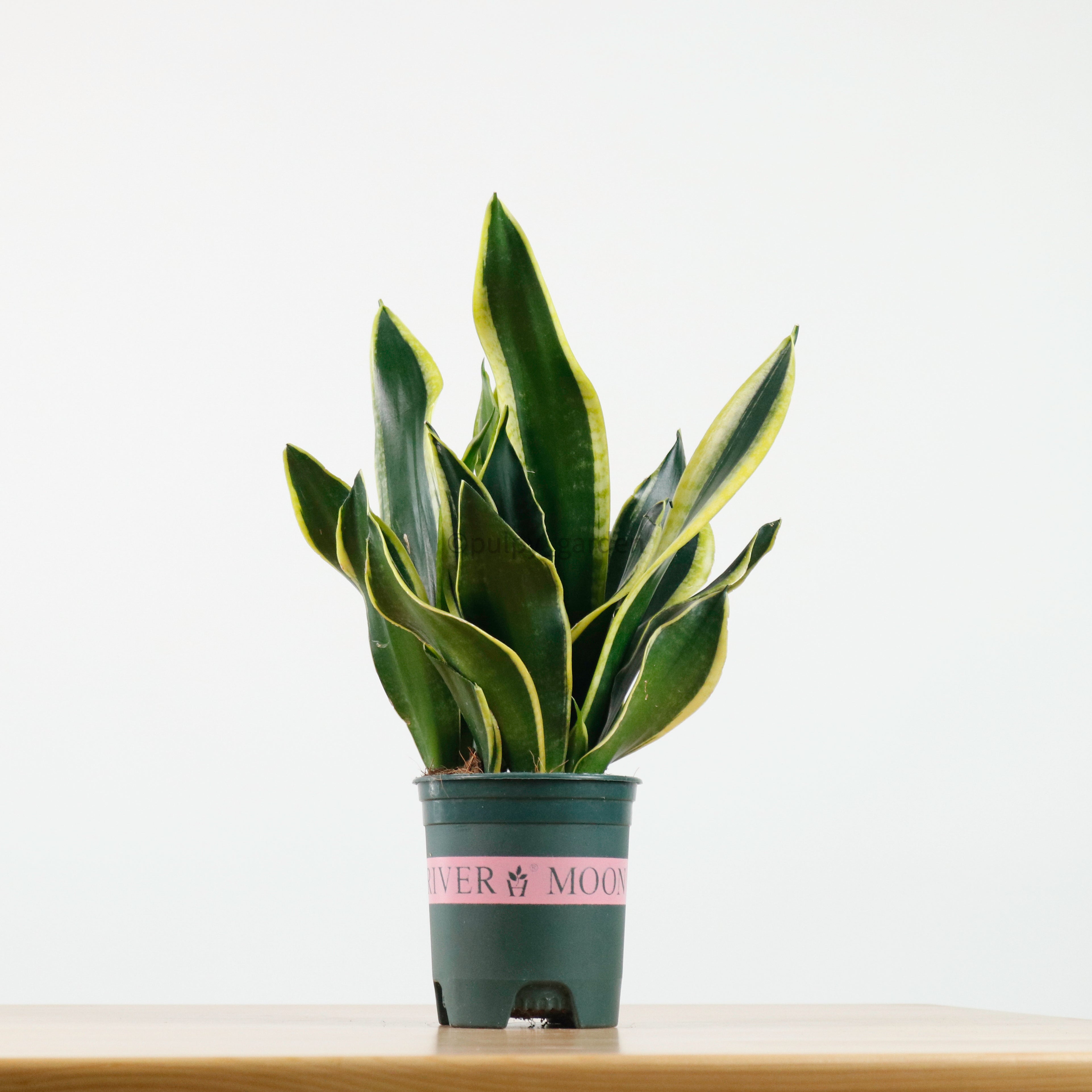 Sansevieria Trifasciata Golden Black in Nursery Grow Pot (38cm)