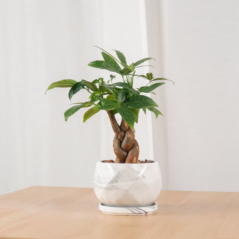 Pachira Braided in Marble Geometric Planter (发财树 - Fa Cai Shu)