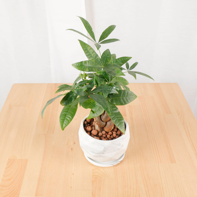 Pachira Braided in Marble Geometric Planter (发财树 - Fa Cai Shu)