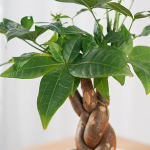 Pachira Braided in Marble Geometric Planter (发财树 - Fa Cai Shu)