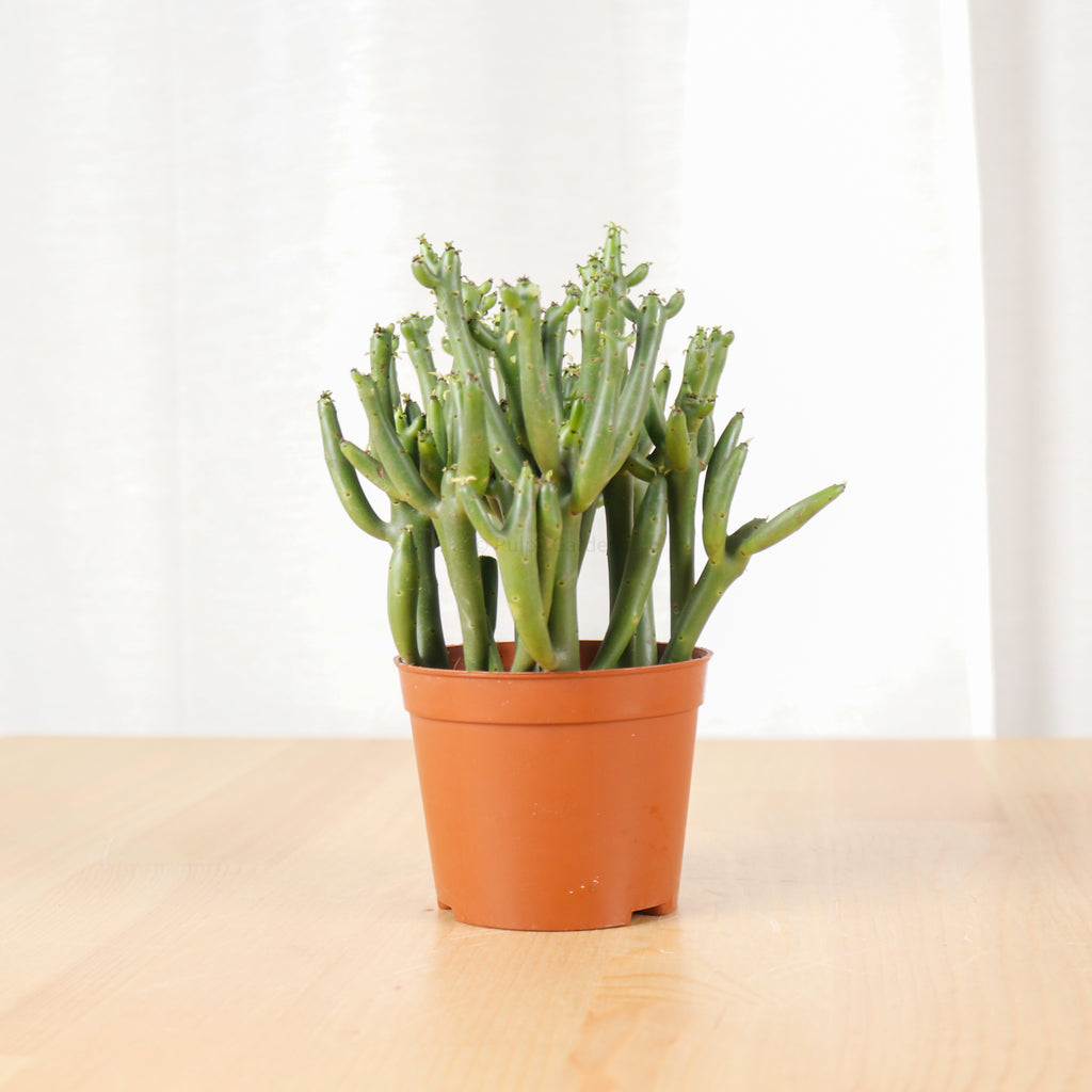 Euphorbia su tirucalli in Nursery Grow Pot