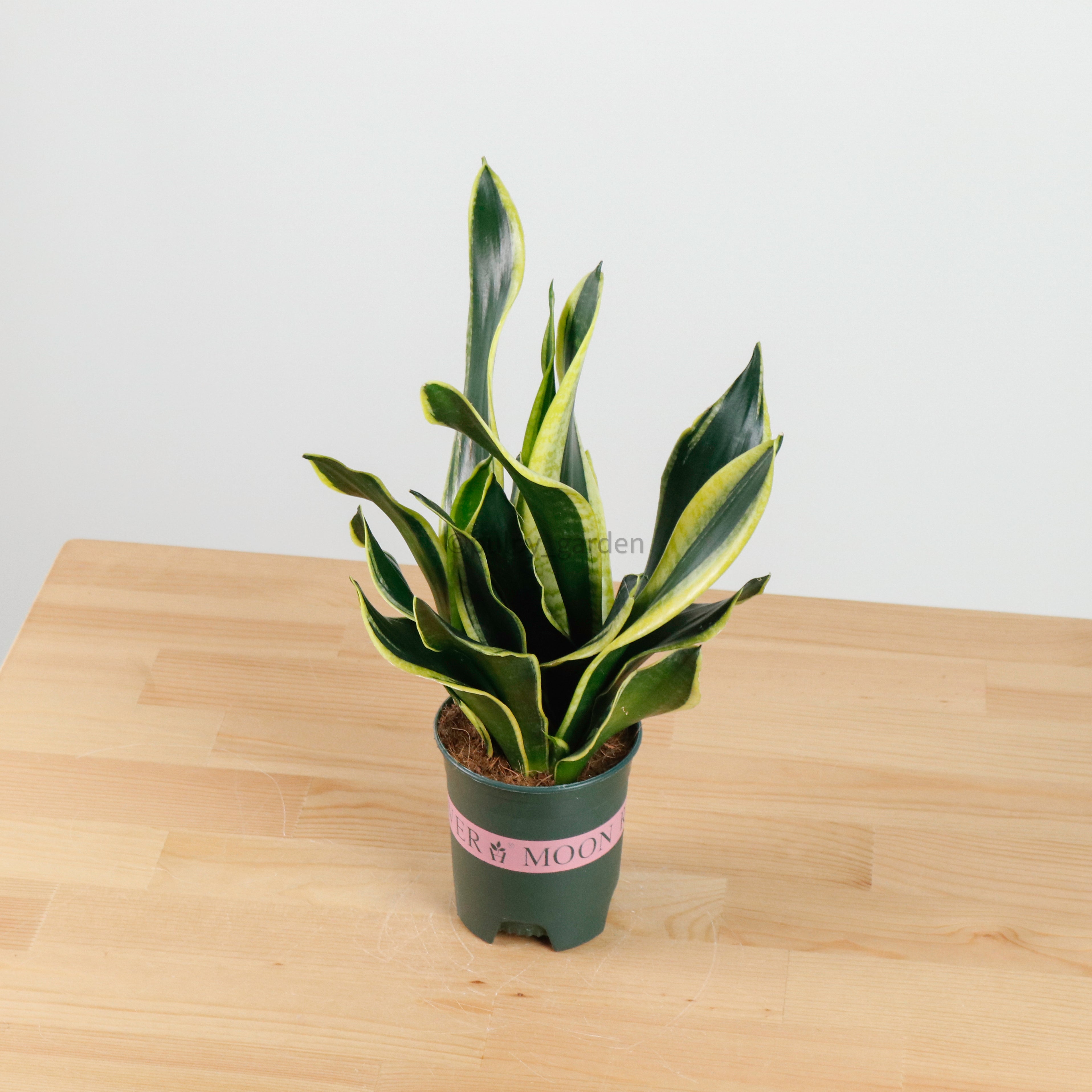 Sansevieria Trifasciata Golden Black in Nursery Grow Pot (38cm)